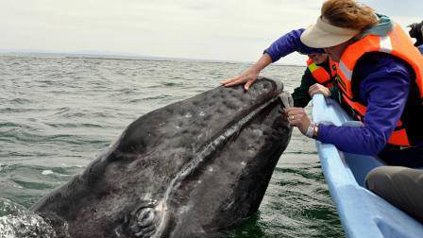 благодарността на гърбатия кит