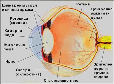структура на окото мътнини