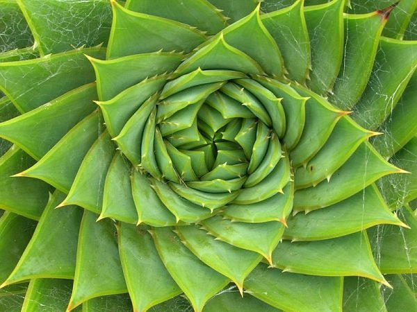 Fibonacci Spiral Aloe